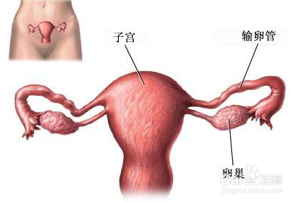 子宫腺肌症的最新疗法，希望之光照亮女性健康之路